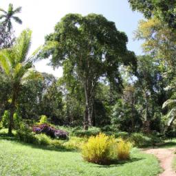 Aburi Botanic Gardens erstrahlt in vollem Glanz: Aufgenommen mit einem Weitwinkelobjektiv direkt vor dieser atemberaubenden Sehenswürdigkeit in Ghana