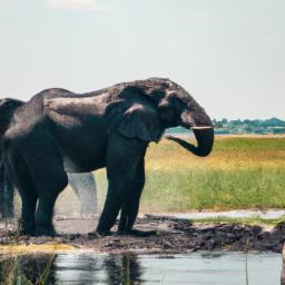 Chobe National Park erstrahlt in vollem Glanz: Aufgenommen mit einem Weitwinkelobjektiv direkt vor dieser atemberaubenden Sehenswürdigkeit in Botswana