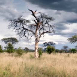 Kahuzi-Biega National Park erstrahlt in vollem Glanz: Aufgenommen mit einem Weitwinkelobjektiv direkt vor dieser atemberaubenden Sehenswürdigkeit in Kongo