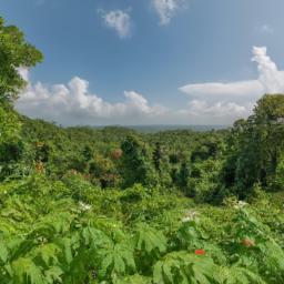 Kakum National Park erstrahlt in vollem Glanz: Aufgenommen mit einem Weitwinkelobjektiv direkt vor dieser atemberaubenden Sehenswürdigkeit in Ghana