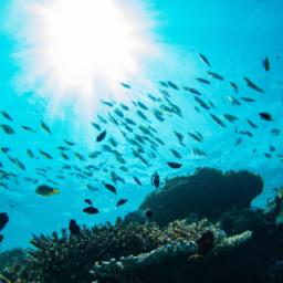 Mohéli Marine Park erstrahlt in vollem Glanz: Aufgenommen mit einem Weitwinkelobjektiv direkt vor dieser atemberaubenden Sehenswürdigkeit in Komoren