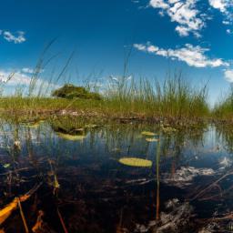 Okavango Delta erstrahlt in vollem Glanz: Aufgenommen mit einem Weitwinkelobjektiv direkt vor dieser atemberaubenden Sehenswürdigkeit in Botswana