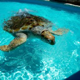 Cayman Turtle Centre erstrahlt in vollem Glanz: Aufgenommen mit einem Weitwinkelobjektiv direkt vor dieser atemberaubenden Sehenswürdigkeit in Kaimaninseln