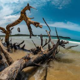 Cahuita National Park erstrahlt in vollem Glanz: Aufgenommen mit einem Weitwinkelobjektiv direkt vor dieser atemberaubenden Sehenswürdigkeit in Cahuita