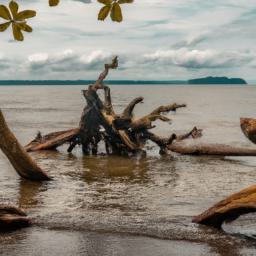 Cahuita National Park erstrahlt in vollem Glanz: Aufgenommen mit einem Weitwinkelobjektiv direkt vor dieser atemberaubenden Sehenswürdigkeit in Puerto Viejo