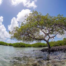 Guaimoreto Lagune Naturreservat erstrahlt in vollem Glanz: Aufgenommen mit einem Weitwinkelobjektiv direkt vor dieser atemberaubenden Sehenswürdigkeit in Honduras