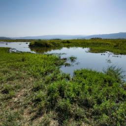 Rusizi River Delta erstrahlt in vollem Glanz: Aufgenommen mit einem Weitwinkelobjektiv direkt vor dieser atemberaubenden Sehenswürdigkeit in Burundi