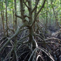 Mangrove Forest erstrahlt in vollem Glanz: Aufgenommen mit einem Weitwinkelobjektiv direkt vor dieser atemberaubenden Sehenswürdigkeit in Tamarindo