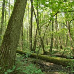 Nationalpark Bialowieza erstrahlt in vollem Glanz: Aufgenommen mit einem Weitwinkelobjektiv direkt vor dieser atemberaubenden Sehenswürdigkeit in Polen