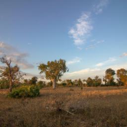 South Luangwa National Park erstrahlt in vollem Glanz: Aufgenommen mit einem Weitwinkelobjektiv direkt vor dieser atemberaubenden Sehenswürdigkeit in Sambia