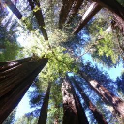 Redwood National und State Parks erstrahlt in vollem Glanz: Aufgenommen mit einem Weitwinkelobjektiv direkt vor dieser atemberaubenden Sehenswürdigkeit in Westküste